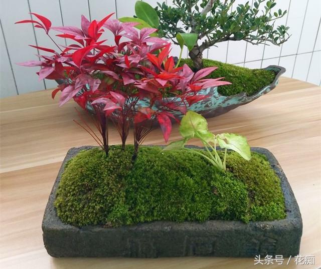 火焰南天竹入市以來熱度不減，未來幾年市場好！