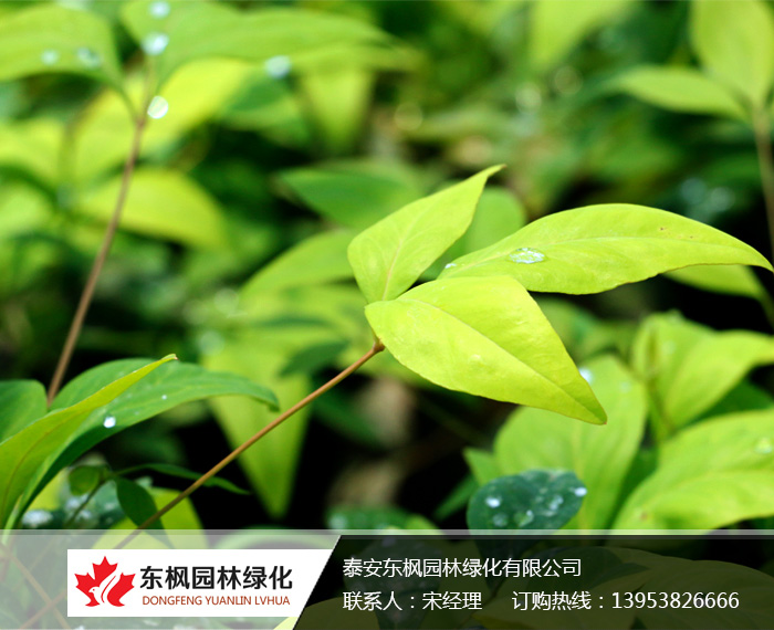 火焰南天竹入市以來熱度不減，未來幾年市場好！