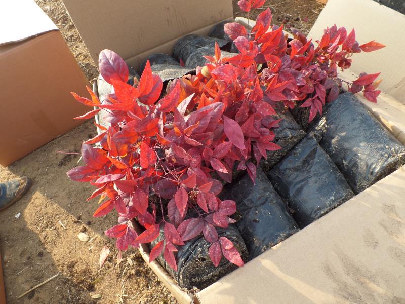 火焰南天竹入市以來熱度不減，未來幾年市場好！