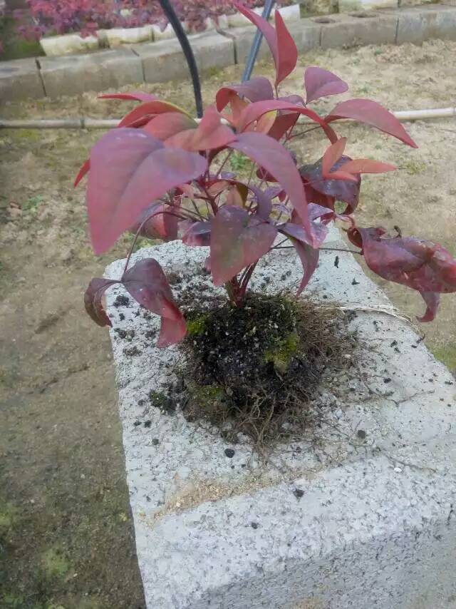 火焰南天竹入市以來熱度不減，未來幾年市場好！