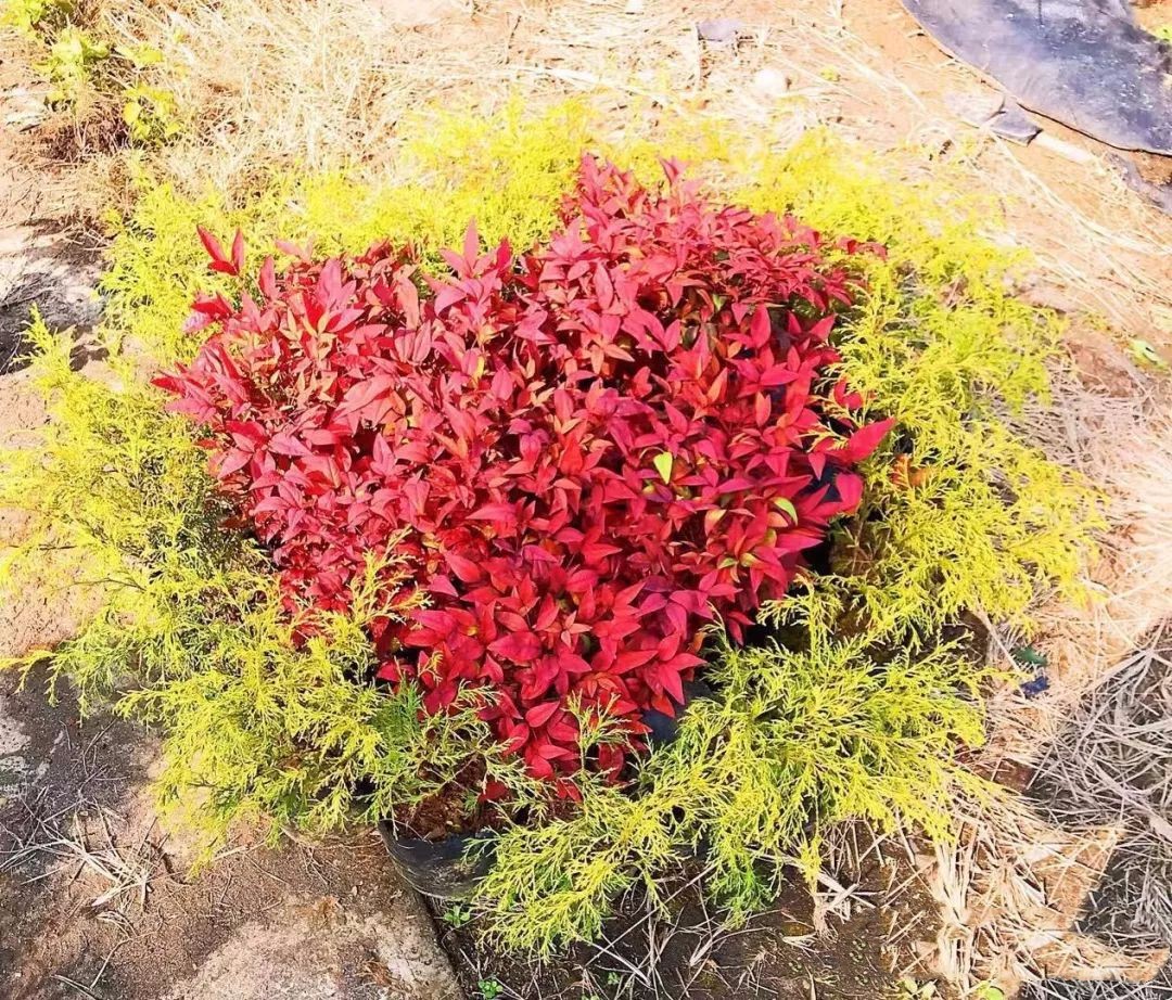 凌霜傲雪，夏透碧翠；近凝眸，紅光瀲艷，精神抖擻------火焰南天竹