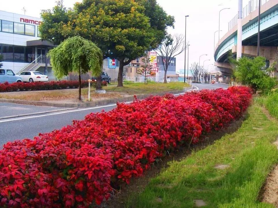 凌霜傲雪，夏透碧翠；近凝眸，紅光瀲艷，精神抖擻------火焰南天竹