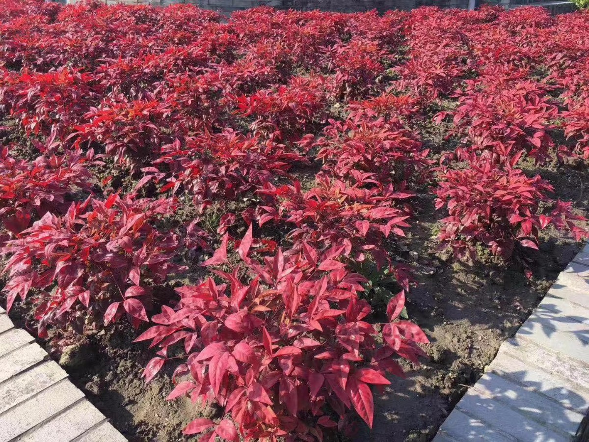 凌霜傲雪，夏透碧翠；近凝眸，紅光瀲艷，精神抖擻------火焰南天竹