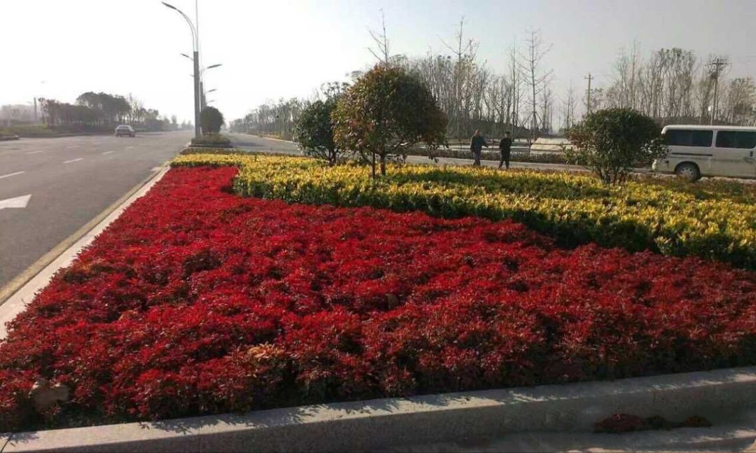 凌霜傲雪，夏透碧翠；近凝眸，紅光瀲艷，精神抖擻------火焰南天竹
