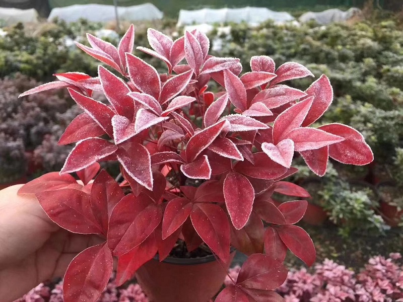 選對種苗，做好產(chǎn)品，才能未來可期！火焰南天竹、叢生紅點(diǎn)紅楓、紫薇花瓶