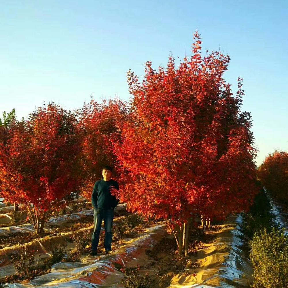 美國紅楓，在砥礪前行中預(yù)見未來