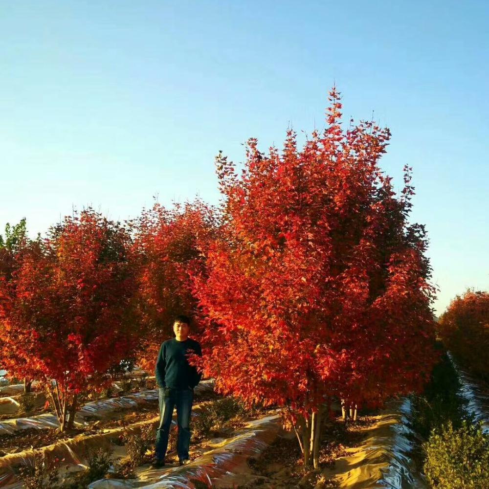 美國紅楓，在砥礪前行中預(yù)見未來